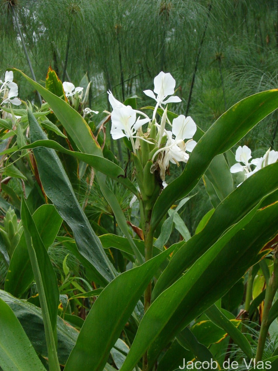 Hedychium coronarium J.Koenig